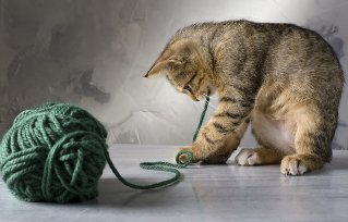 Kačiukas žaidžia su kamuolys linijų